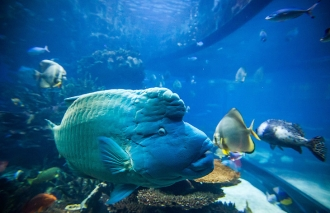 большой подводный аквариум